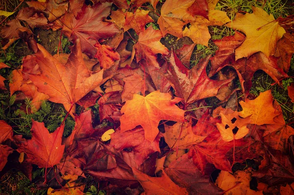 Autumn leaves background — Stock Photo, Image