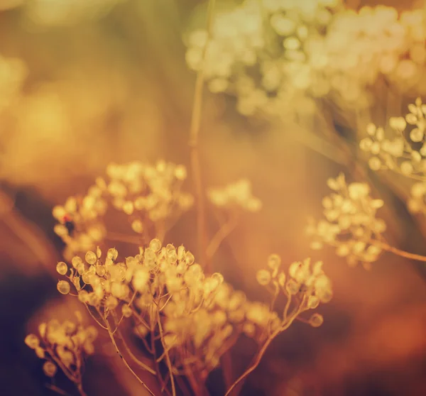 Planta de puesta de sol de otoño — Foto de Stock