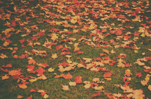 Autumn leaves background — Stock Photo, Image