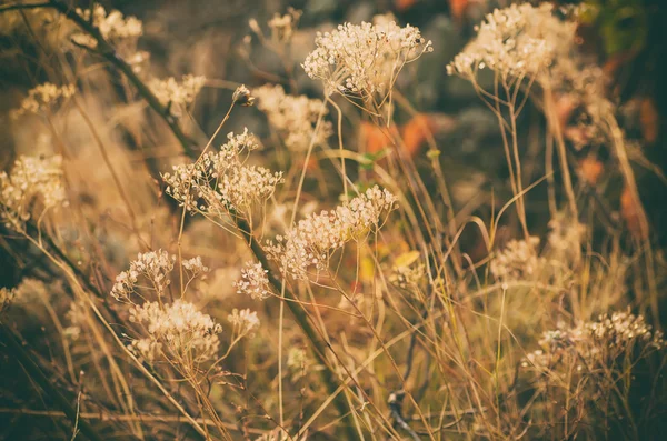 秋天的夕阳植物 — 图库照片