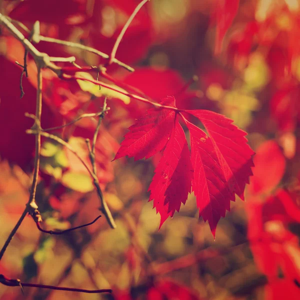 Wild grape red leaves — Stock Photo, Image