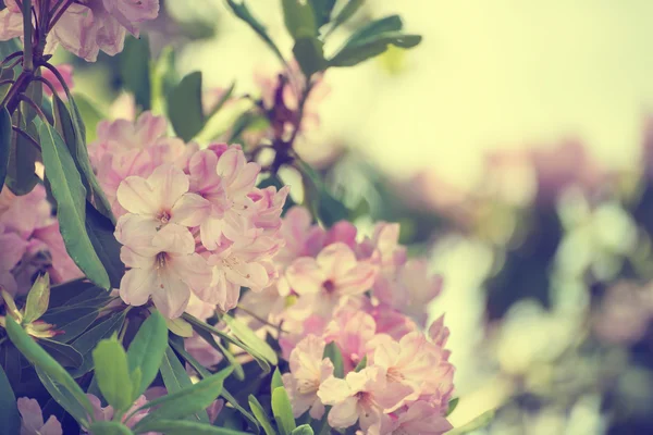 Rhododendron máximo de flores rosadas —  Fotos de Stock