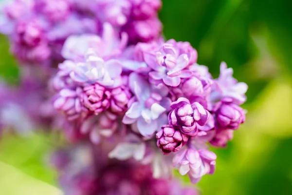 春のライラックの花 — ストック写真