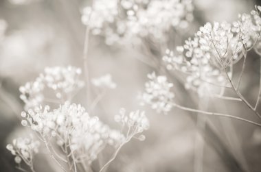 Sonbahar günbatımı bitki