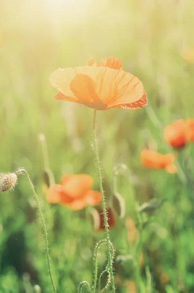 Papoula de primavera vermelha — Fotografia de Stock