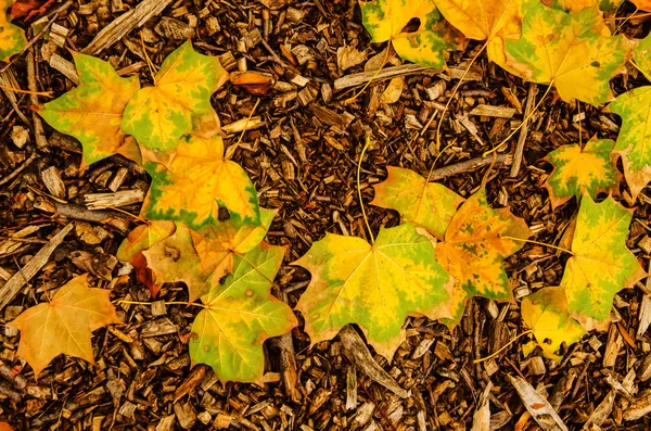 Herbstblätter — Stockfoto