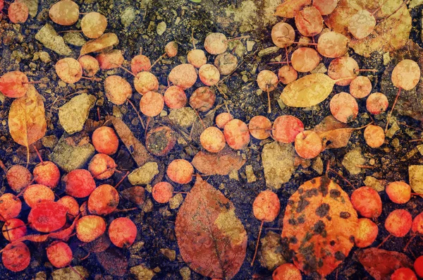 Grunge hösten bakgrund — Stockfoto