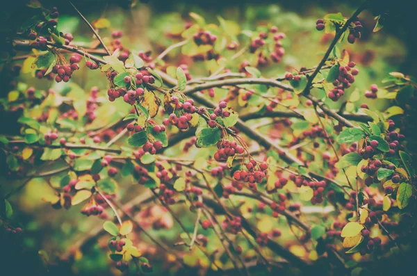 自然の中でサンザシの果実 — ストック写真