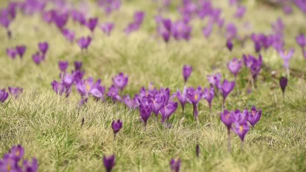 Crocus virágok mező — Stock videók