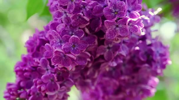 Fondo de flores lila — Vídeo de stock