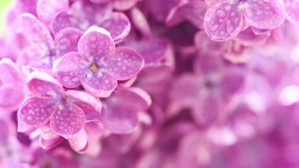 Fond fleurs de lilas — Video