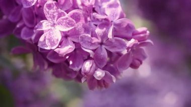 Leylak çiçekleri arka plan