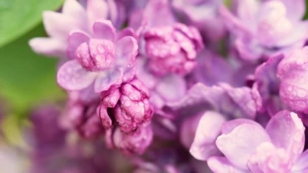 Lilac flowers background — Stock Video