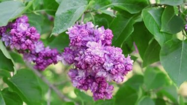 Leylak çiçekleri arka plan