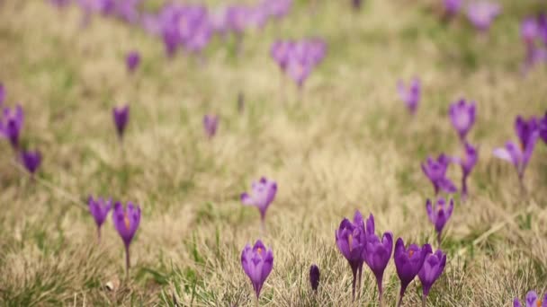 Champ de fleurs Crocus — Video