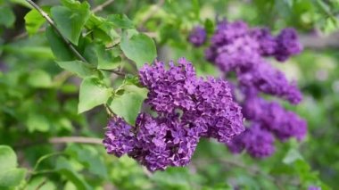 Leylak çiçekleri arka plan