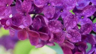 Leylak çiçekleri arka plan