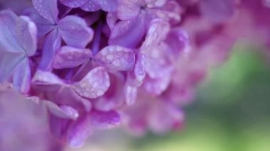 Leylak çiçekleri arka plan