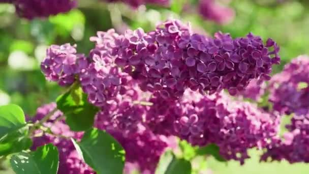 Lilac blommor bakgrund — Stockvideo