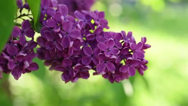 Lilac blommor bakgrund — Stockvideo