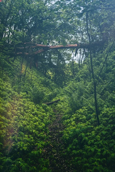 Floresta verde densa — Fotografia de Stock