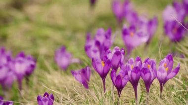 Çiğdem çiçek alanı