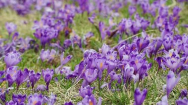 Çiğdem çiçek alanı