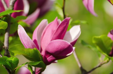 Magnolia bahar çiçekleri