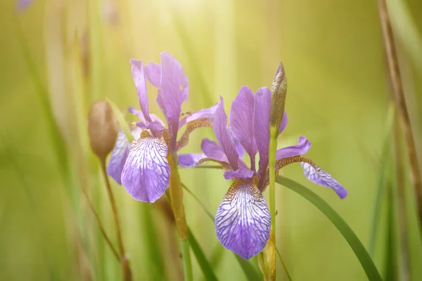 Iris fleur dans la nature — Photo