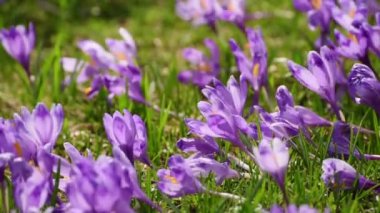 Çiğdem çiçek alanı