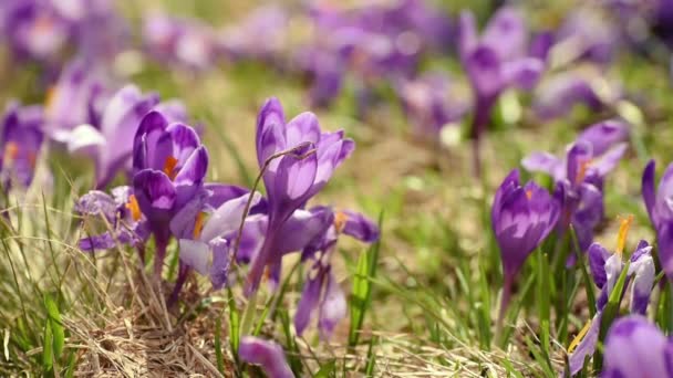 Crocus flowers field — Stock Video