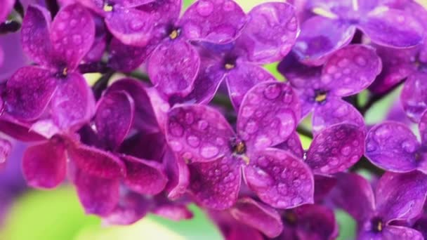 Lilac flowers background — Stock Video