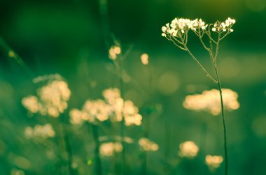 Sonbahar günbatımı bitki