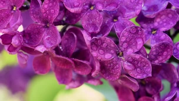 Lilac flowers background — Stock Video