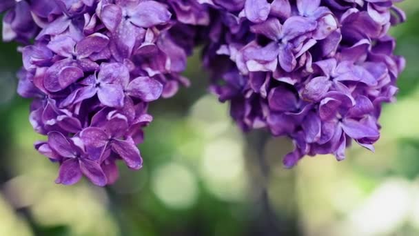 Fondo de flores lila — Vídeos de Stock