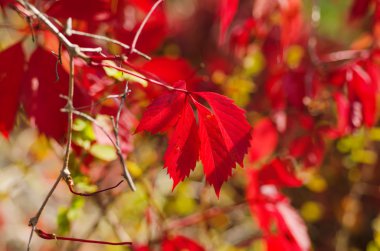 Vahşi üzüm kırmızı yaprakları
