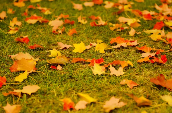 Autumn leaves background — Stock Photo, Image