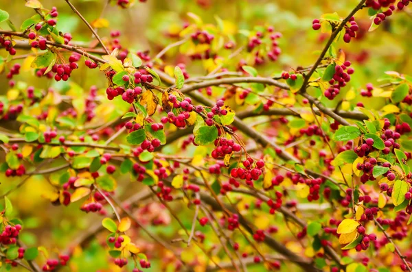 Bayas de espino en la naturaleza —  Fotos de Stock