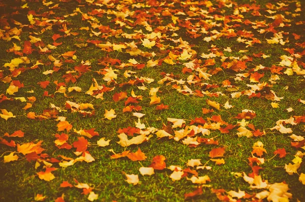 Autumn leaves background — Stock Photo, Image