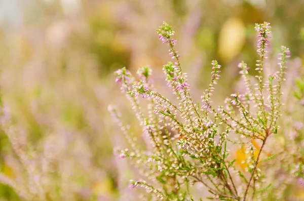 Flores de brezo florecientes — Foto de Stock