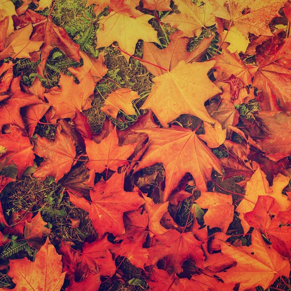 Autumn leaves background — Stock Photo, Image