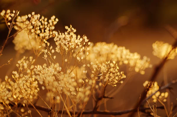 Planta de puesta de sol de otoño —  Fotos de Stock