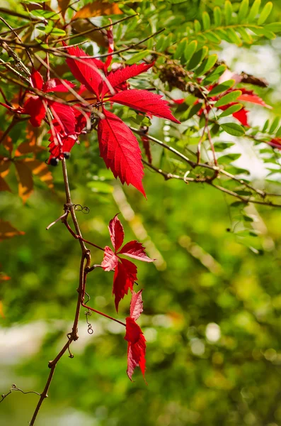 Wild grape red leaves — Stock Photo, Image