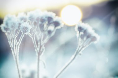 Çayır bitki dondurulmuş