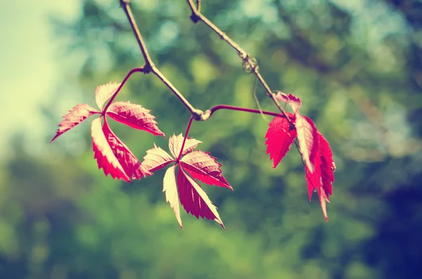 Дике червоне листя винограду — стокове фото