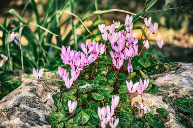 Vahşi siklamenlerin çiçekleri