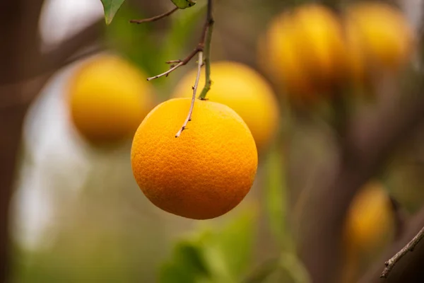 Orange garden with fruits — Stock Photo, Image