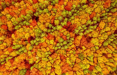 Yukarıdan sonbahar ormanı