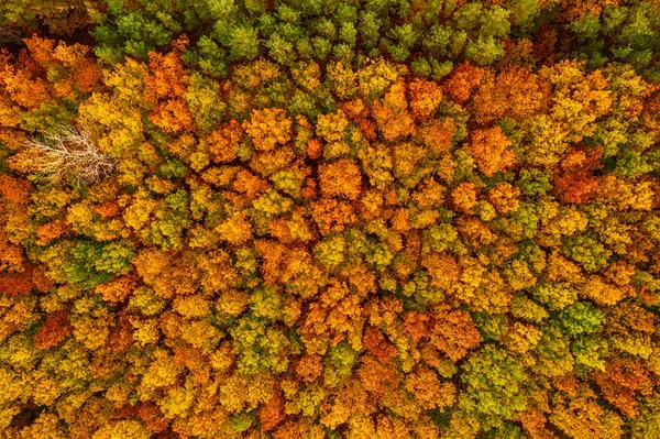 Herfstbos van boven — Stockfoto