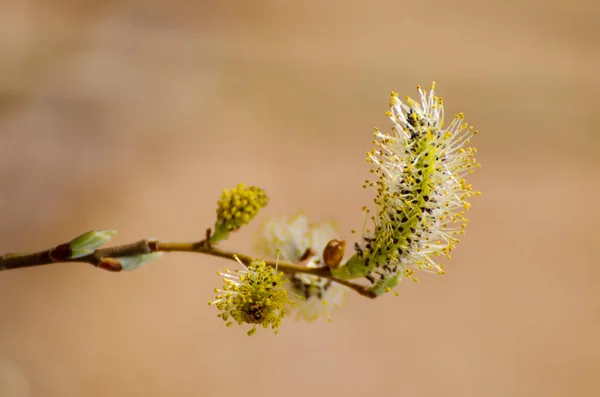 Kvetoucí vrbová větev — Stock fotografie